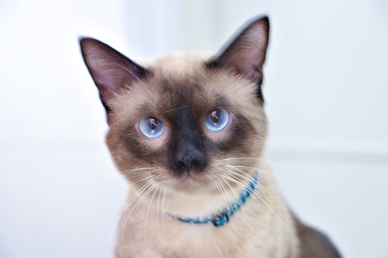 AÇÃO CASTRA MÓVEL <div class='credito_fotos'>Foto: Márcio Souza &nbsp;&nbsp;|&nbsp;&nbsp; <a href='/midias/2023/originais/7701_399be762-c24a-09a8-0fc6-7bb042d03d63.jpg' download><i class='fa-solid fa-download'></i> Download</a></div>