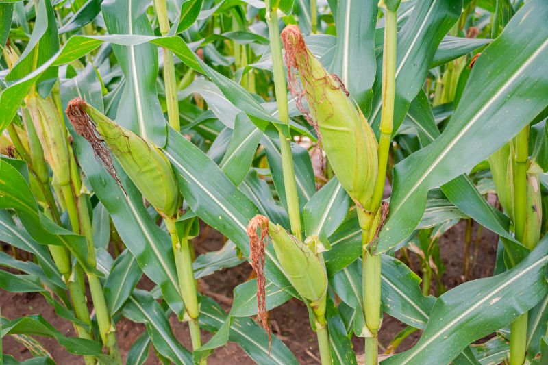  <div class='credito_fotos'>Foto: Karla Reis &nbsp;&nbsp;|&nbsp;&nbsp; <a href='/midias/2024/originais/7815_18202fa2-f3e9-4a2c-04b4-7100b217fabf.jpg' download><i class='fa-solid fa-download'></i> Download</a></div>