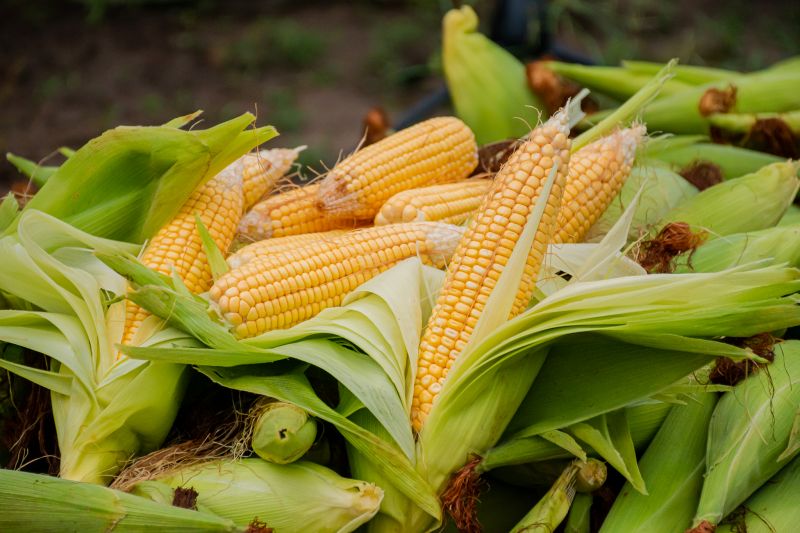  <div class='credito_fotos'>Foto: Karla Reis &nbsp;&nbsp;|&nbsp;&nbsp; <a href='/midias/2024/originais/7815_52293340-d49f-3943-be74-3bc03ad5dece.jpg' download><i class='fa-solid fa-download'></i> Download</a></div>