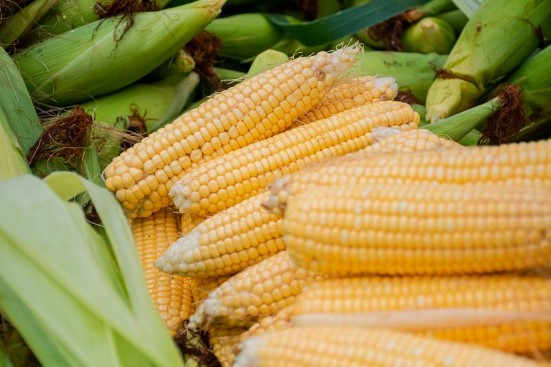  <div class='credito_fotos'>Foto: Karla Reis &nbsp;&nbsp;|&nbsp;&nbsp; <a href='/midias/2024/originais/7815_c1d7e5c7-b202-ec3a-70fe-d5fe9c03daea.jpg' download><i class='fa-solid fa-download'></i> Download</a></div>