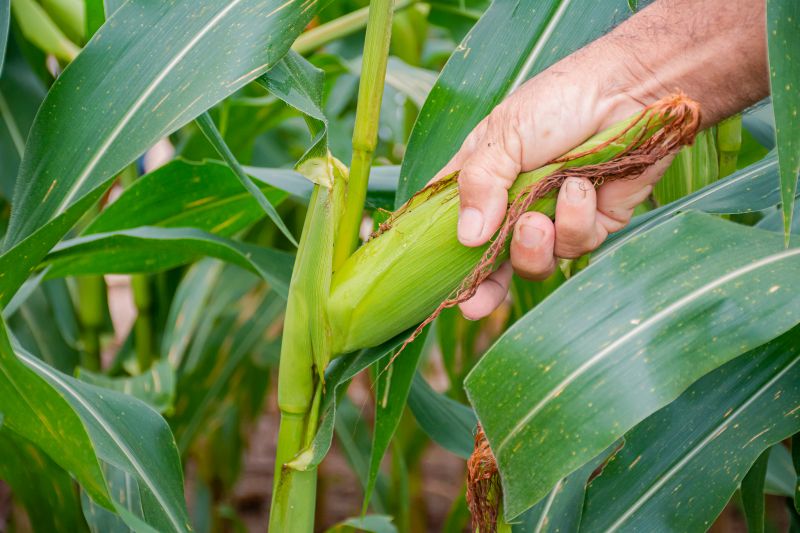  <div class='credito_fotos'>Foto: Karla Reis &nbsp;&nbsp;|&nbsp;&nbsp; <a href='/midias/2024/originais/7815_d2c19fad-4cff-f14e-d1cb-1c8e40afd677.jpg' download><i class='fa-solid fa-download'></i> Download</a></div>