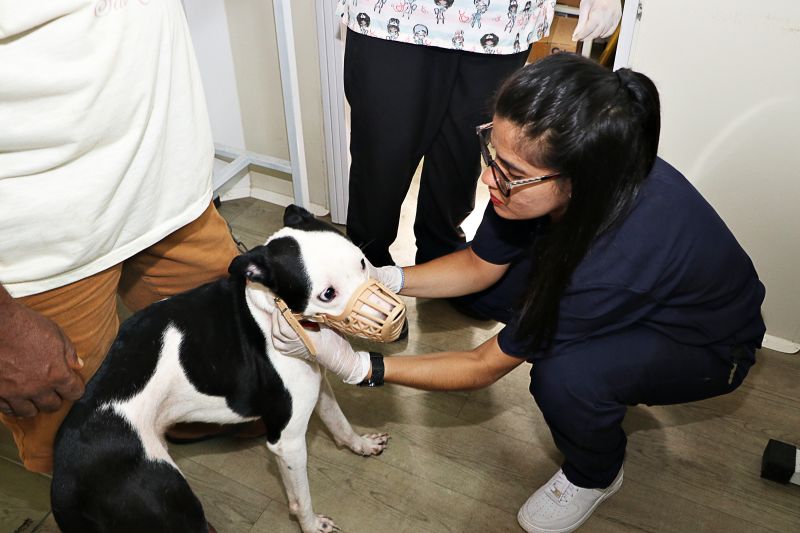 Açao Castra Móvel em Sta Maria <div class='credito_fotos'>Foto: Márcio Souza &nbsp;&nbsp;|&nbsp;&nbsp; <a href='/midias/2024/originais/7893_23b12ddc-5e0c-330b-38e2-25df17bdb3b5.jpg' download><i class='fa-solid fa-download'></i> Download</a></div>