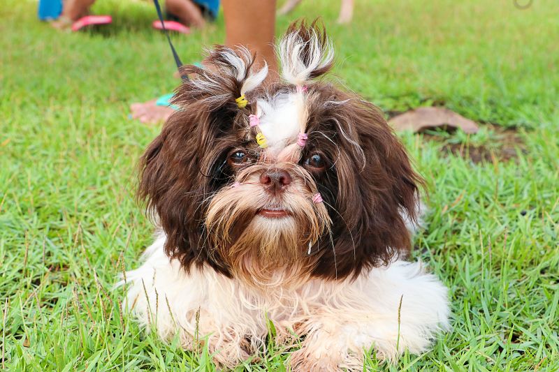 Açao Castra Móvel em Sta Maria <div class='credito_fotos'>Foto: Márcio Souza &nbsp;&nbsp;|&nbsp;&nbsp; <a href='/midias/2024/originais/7893_7dbff9ce-7517-e455-8a11-b4cd1ac5242a.jpg' download><i class='fa-solid fa-download'></i> Download</a></div>