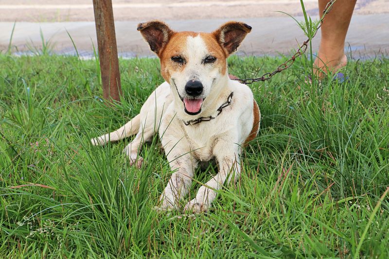 Açao Castra Móvel em Sta Maria <div class='credito_fotos'>Foto: Márcio Souza &nbsp;&nbsp;|&nbsp;&nbsp; <a href='/midias/2024/originais/7893_91cb06d2-560f-d5a5-7a8c-6fa2a77dbf5a.jpg' download><i class='fa-solid fa-download'></i> Download</a></div>