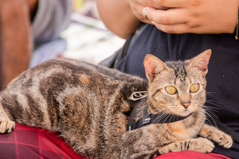  <div class='credito_fotos'>Foto: Karla Reis &nbsp;&nbsp;|&nbsp;&nbsp; <a href='/midias/2024/originais/7895_61693897-b04f-273c-620f-7cbe1de50d66.jpg' download><i class='fa-solid fa-download'></i> Download</a></div>