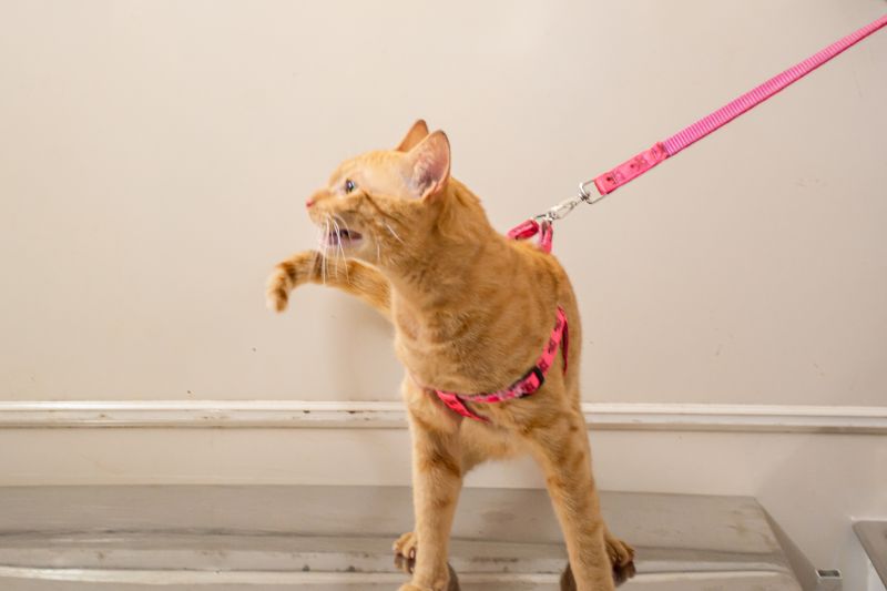  <div class='credito_fotos'>Foto: Karla Reis &nbsp;&nbsp;|&nbsp;&nbsp; <a href='/midias/2024/originais/8021_21eaf62e-e3ea-62ed-39d5-6ea0e4775b6e.jpg' download><i class='fa-solid fa-download'></i> Download</a></div>