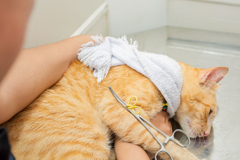  <div class='credito_fotos'>Foto: Karla Reis &nbsp;&nbsp;|&nbsp;&nbsp; <a href='/midias/2024/originais/8021_c2d2a85c-a9a0-ec4a-6235-93a3ab4b9c61.jpg' download><i class='fa-solid fa-download'></i> Download</a></div>