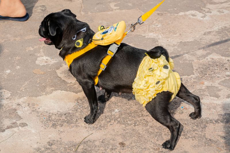  <div class='credito_fotos'>Foto: Karla Reis &nbsp;&nbsp;|&nbsp;&nbsp; <a href='/midias/2024/originais/8022_8042b676-44c6-7ba1-9105-d74329659e76.jpg' download><i class='fa-solid fa-download'></i> Download</a></div>