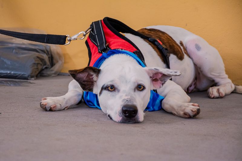  <div class='credito_fotos'>Foto: Karla Reis &nbsp;&nbsp;|&nbsp;&nbsp; <a href='/midias/2024/originais/8022_8d664e2d-2722-2ef1-f02d-ef19094e29de.jpg' download><i class='fa-solid fa-download'></i> Download</a></div>