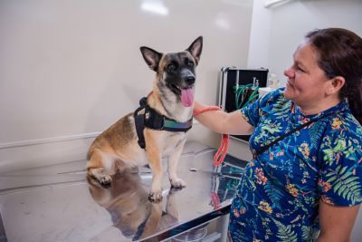 galeria: AÇÃO CASTRA MÓVEL GINÁSIO NAGIBÃO-CÃES