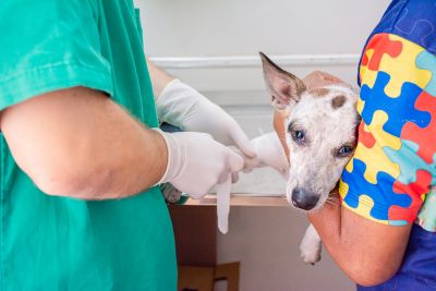 galeria: CASTRAÇÃO DE CÃES- GINÁSIO NAGIBÃO