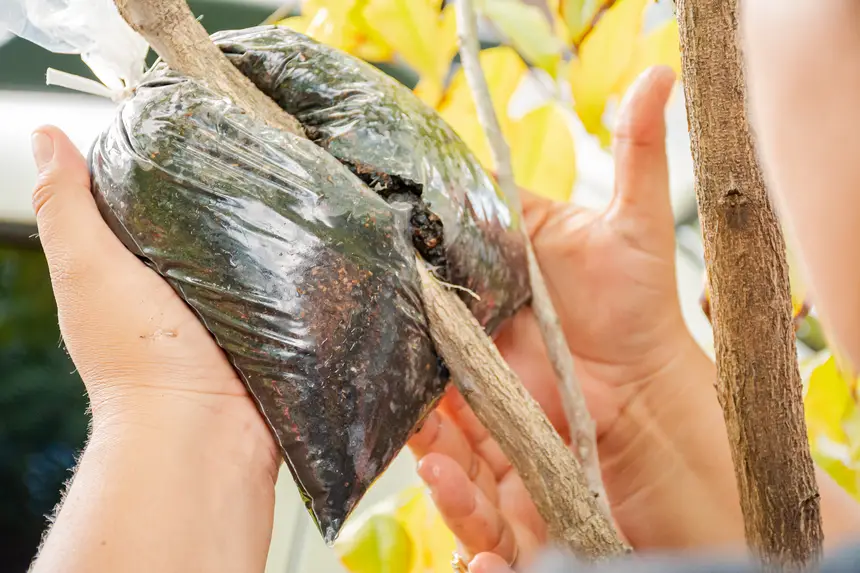  <div class='credito_fotos'>Foto:  &nbsp;&nbsp;|&nbsp;&nbsp; <a href='/midias/2025/originais/20251205144150-GF00009230-F00107755.webp' download><i class='fa-solid fa-download'></i> Download</a></div>