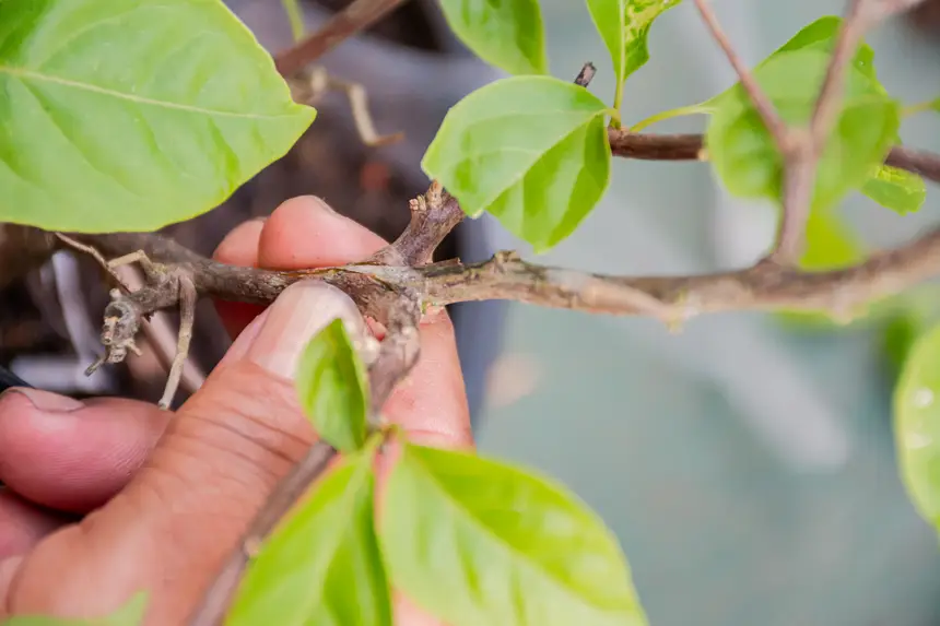  <div class='credito_fotos'>Foto:  &nbsp;&nbsp;|&nbsp;&nbsp; <a href='/midias/2025/originais/20251205144204-GF00009230-F00107766.webp' download><i class='fa-solid fa-download'></i> Download</a></div>