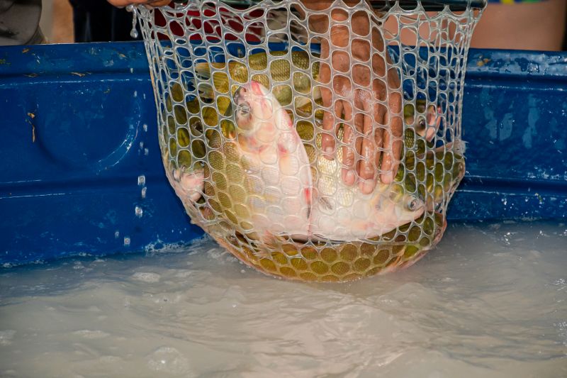  <div class='credito_fotos'>Foto: Karla Reis &nbsp;&nbsp;|&nbsp;&nbsp; <a href='/midias/2025/originais/8039_72806c5b-837d-df66-8b2b-a71a7c5d78bd.jpg' download><i class='fa-solid fa-download'></i> Download</a></div>