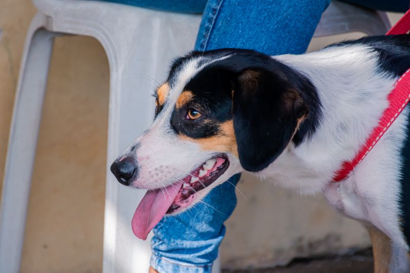  <div class='credito_fotos'>Foto: Karla Reis &nbsp;&nbsp;|&nbsp;&nbsp; <a href='/midias/2025/originais/8040_66c70f11-a616-7a57-ef8e-ac03429ce68d.jpg' download><i class='fa-solid fa-download'></i> Download</a></div>