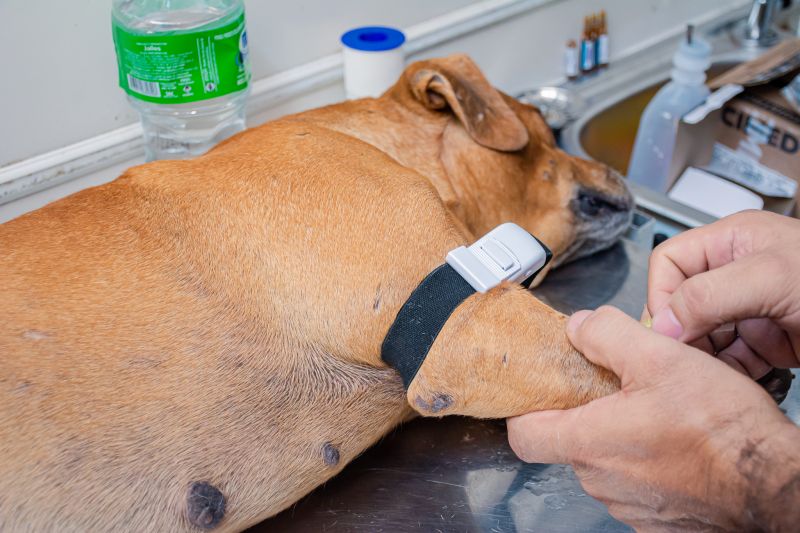  <div class='credito_fotos'>Foto: Karla Reis &nbsp;&nbsp;|&nbsp;&nbsp; <a href='/midias/2025/originais/8063_04e2d358-d790-d508-1d3d-95f68f4b7663.jpg' download><i class='fa-solid fa-download'></i> Download</a></div>