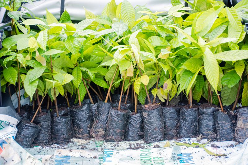  <div class='credito_fotos'>Foto: Karla Reis &nbsp;&nbsp;|&nbsp;&nbsp; <a href='/midias/2025/originais/8070_ddf5b2e3-a934-e2c9-d579-6a99e05ff881.jpg' download><i class='fa-solid fa-download'></i> Download</a></div>