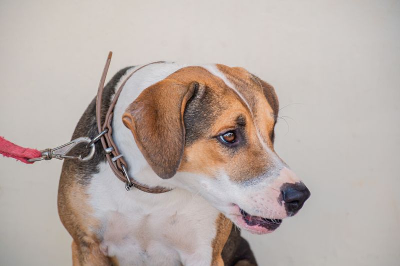  <div class='credito_fotos'>Foto: Karla Reis &nbsp;&nbsp;|&nbsp;&nbsp; <a href='/midias/2025/originais/8087_14b12468-6202-faa7-0997-67a81be97729.jpg' download><i class='fa-solid fa-download'></i> Download</a></div>