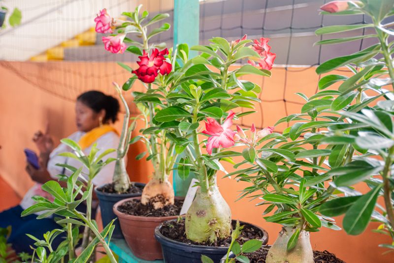  <div class='credito_fotos'>Foto: Karla Reis &nbsp;&nbsp;|&nbsp;&nbsp; <a href='/midias/2025/originais/8091_9863a5f3-8b45-2b97-041a-ea1988da5d54.jpg' download><i class='fa-solid fa-download'></i> Download</a></div>