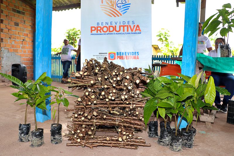 Oficina de Mandiocultura SEMAT <div class='credito_fotos'>Foto: Márcio Souza &nbsp;&nbsp;|&nbsp;&nbsp; <a href='/midias/2025/originais/8096_8b895c8f-4354-d2a3-d32d-68aaeec2e818.jpg' download><i class='fa-solid fa-download'></i> Download</a></div>