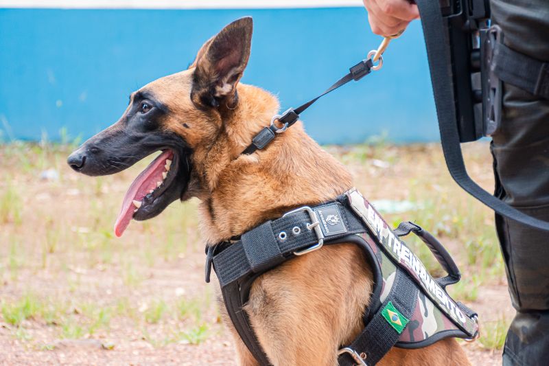  <div class='credito_fotos'>Foto: Karla Reis &nbsp;&nbsp;|&nbsp;&nbsp; <a href='/midias/2025/originais/8105_86e3a639-5cb5-ebbb-ab85-00b24ced3c96.jpg' download><i class='fa-solid fa-download'></i> Download</a></div>