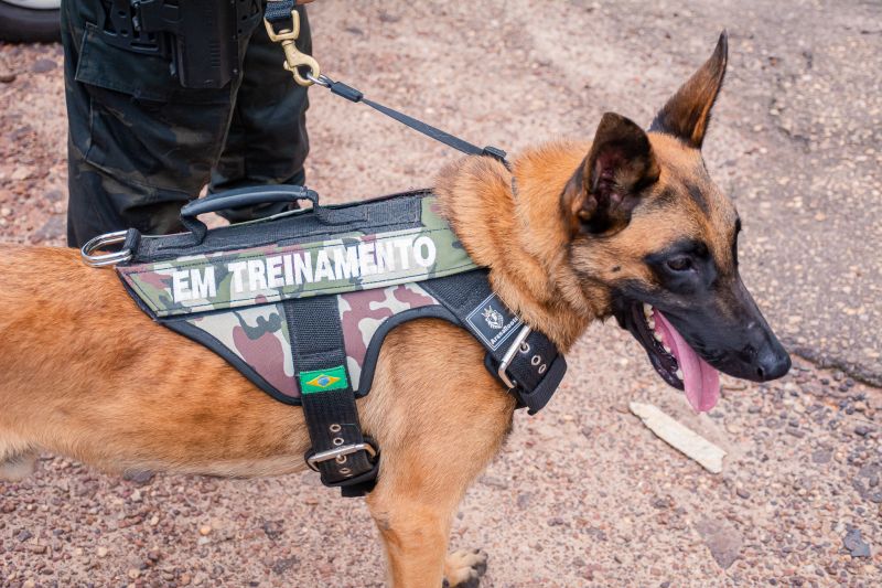  <div class='credito_fotos'>Foto: Karla Reis &nbsp;&nbsp;|&nbsp;&nbsp; <a href='/midias/2025/originais/8105_bc21ce22-5688-9501-638b-12e9f861ddaa.jpg' download><i class='fa-solid fa-download'></i> Download</a></div>