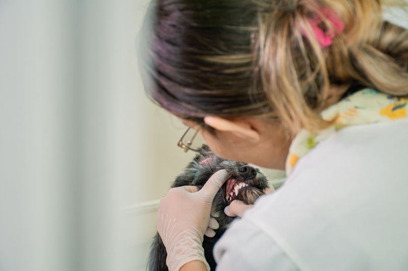  <div class='credito_fotos'>Foto: Karla Reis &nbsp;&nbsp;|&nbsp;&nbsp; <a href='/midias/2025/originais/9137_958ae75e-26eb-9860-cb69-a25124a742f7.jpg' download><i class='fa-solid fa-download'></i> Download</a></div>