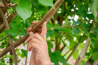 galeria: CURSO DE PRODUÇÃO DE MUDAS