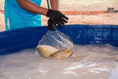 galeria: FEIRA LIVRE DO PEIXE - BENFICA