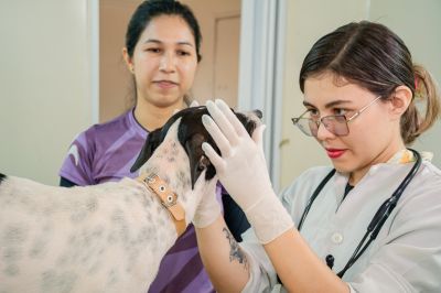 notícia: Castramóvel realiza mais de 60 atendimentos gratuitos no Distrito de Santa Maria