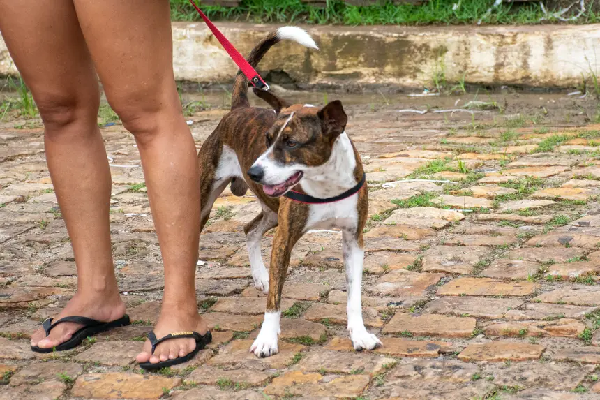  <div class='credito_fotos'>Foto: Karla Reis &nbsp;&nbsp;|&nbsp;&nbsp; <a href='/midias/2026/originais/20260303154824-GF00009327-F00112232.webp' download><i class='fa-solid fa-download'></i> Download</a></div>