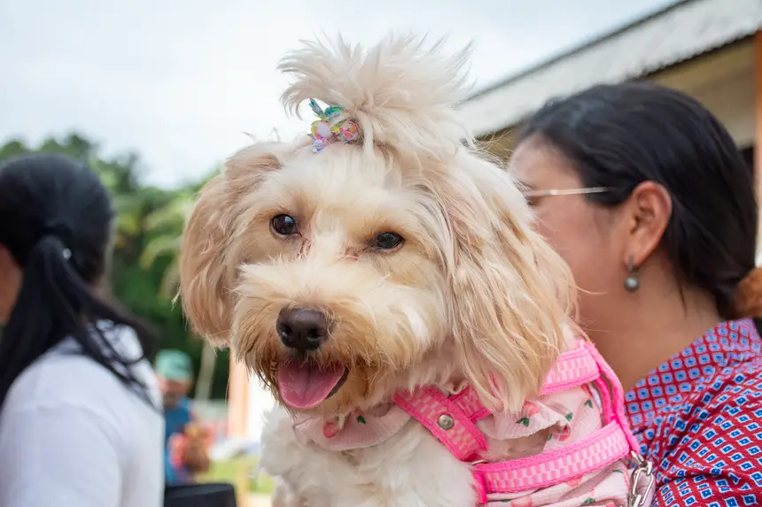  <div class='credito_fotos'>Foto: Karla Reis &nbsp;&nbsp;|&nbsp;&nbsp; <a href='/midias/2026/originais/20260303154830-GF00009327-F00112237.webp' download><i class='fa-solid fa-download'></i> Download</a></div>