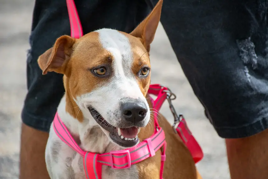  <div class='credito_fotos'>Foto: Karla Reis &nbsp;&nbsp;|&nbsp;&nbsp; <a href='/midias/2026/originais/20260303154832-GF00009327-F00112238.webp' download><i class='fa-solid fa-download'></i> Download</a></div>