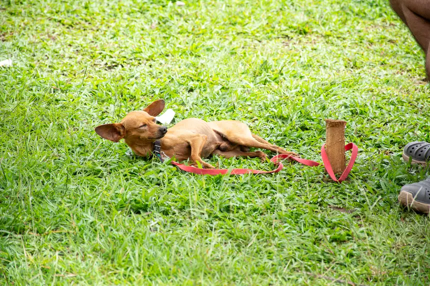  <div class='credito_fotos'>Foto: Karla Reis &nbsp;&nbsp;|&nbsp;&nbsp; <a href='/midias/2026/originais/20260303154843-GF00009327-F00112247.webp' download><i class='fa-solid fa-download'></i> Download</a></div>