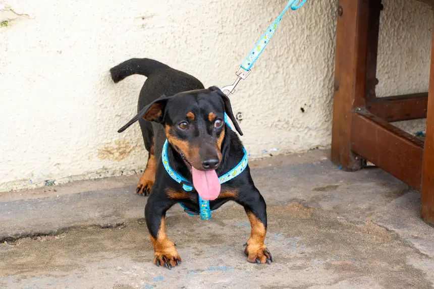  <div class='credito_fotos'>Foto: Karla Reis &nbsp;&nbsp;|&nbsp;&nbsp; <a href='/midias/2026/originais/20260303154852-GF00009327-F00112254.webp' download><i class='fa-solid fa-download'></i> Download</a></div>