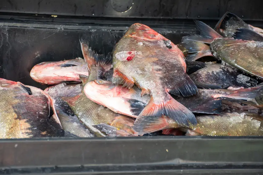  <div class='credito_fotos'>Foto: Karla Reis &nbsp;&nbsp;|&nbsp;&nbsp; <a href='/midias/2026/originais/20260330134859-GF00009361-F00113747.webp' download><i class='fa-solid fa-download'></i> Download</a></div>