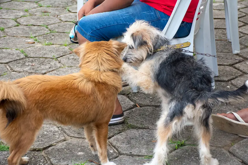  <div class='credito_fotos'>Foto: Karla Reis &nbsp;&nbsp;|&nbsp;&nbsp; <a href='/midias/2026/originais/20260409114331-GF00009369-F00114160.webp' download><i class='fa-solid fa-download'></i> Download</a></div>