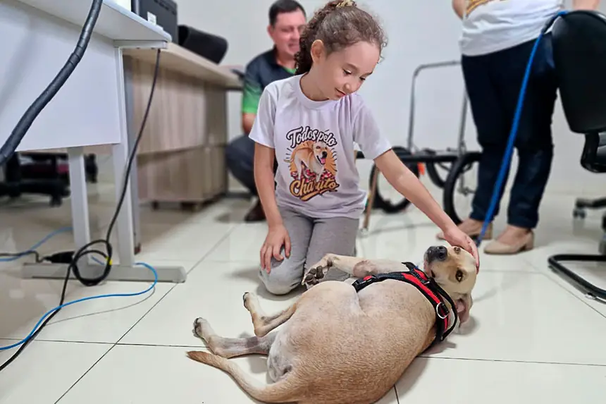Prótese Cachorro <div class='credito_fotos'>Foto: Márcio Souza &nbsp;&nbsp;|&nbsp;&nbsp; <a href='/midias/2026/originais/20260626125741-GF00009455-F00118867.webp' download><i class='fa-solid fa-download'></i> Download</a></div>