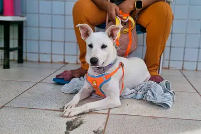 galeria: AÇÃO CASTRAMÓVEL EMEF JOSÉ LEÔNCIO