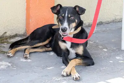 galeria: AÇÃO CASTRA MÓVEL (CÃES) MADRE TEREZA